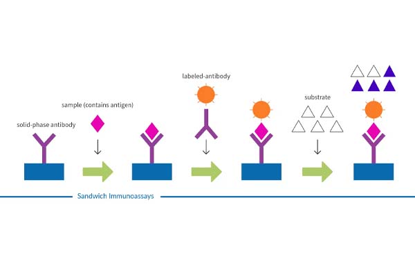 Prinsip Immunoassay Chemiluminescence Langsung